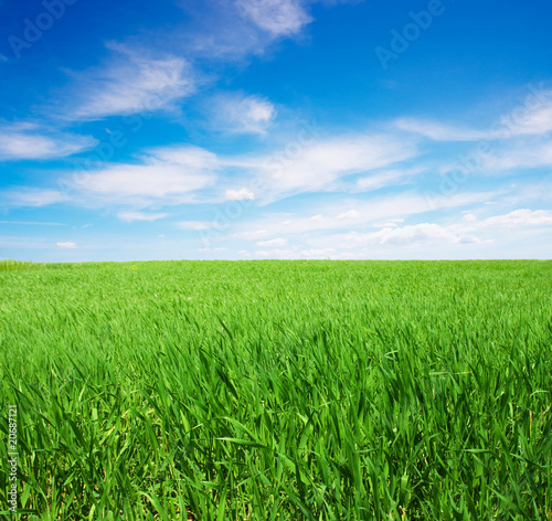Photo: Green field Green field