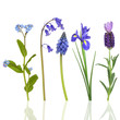 Spring Flowers in Blue