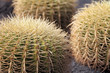 Photo: Goldkugelkaktus Goldkugelkaktus
