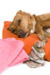 Zen moment for dog