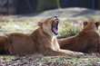 Lion fatigué qui baille