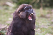 Macaque