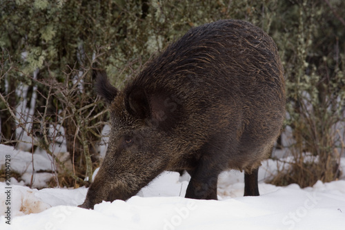 Photo : sanglier dans la neige sanglier dans la neige