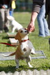 Beagle Welpe in der Hundeschule Beagle Welpe in der Hundeschule