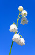 lily of the valley