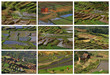 Rizières de Madagascar Rizières de Madagascar