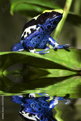 Photo: Poison dart frog Poison dart frog