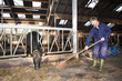 Cleaning a stable Cleaning a stable