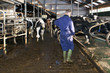 Farmer cleaning a stable Farmer cleaning a stable
