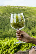 Hand of young woman in vineyard holding a wineglass of white grapes