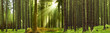 Schwarzwald