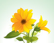 Yellow flower in bloom
