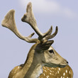 Close-up of wild deer Close-up of wild deer