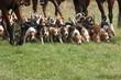 Beagle Hundemeute