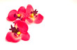 Orchidees