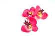 Orchidees