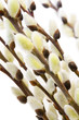 pussy willows arranged on a brown twig