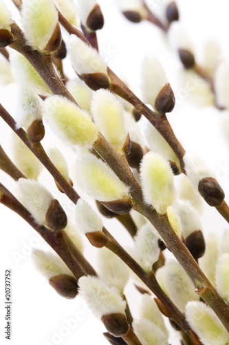 Photo: pussy willows arranged on a brown twig pussy willows arranged on a brown twig