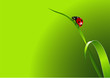 Vektor: Ladybug background Ladybug background