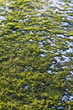 Frosty grass