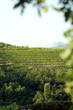 Vineyards