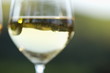 Glass of white wine in vineyard