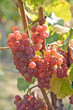 Grapes on vineyard