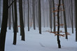 Nebelwald Nebelwald