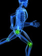rennendes Skelett mit gesundem Knie und Hüftgelenk rennendes Skelett mit gesundem Knie und Hüftgelenk
