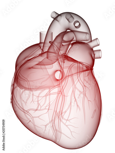 Illustration: menschliches Herz menschliches Herz