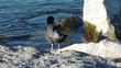 Black duck toileting