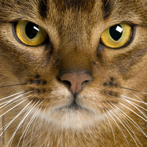 Photo: close up of a Abyssinian (9 months old) close up of a Abyssinian (9 months old)