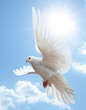 Dove in the air with wings wide open Dove in the air with wings wide open