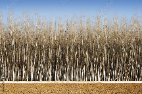 Bosque