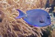A blue, stripped triggerfish