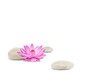 Fleur de lotus et galets