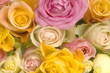 Pink and yellow roses