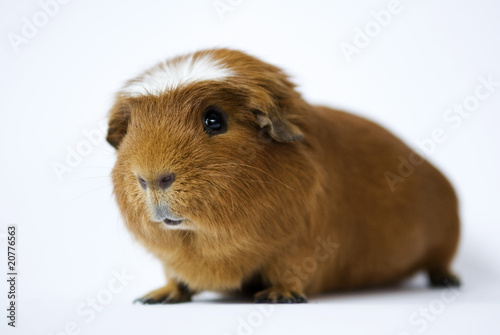 Photo: meerschwein meerschwein