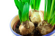 narcissus bulbs in ceramic pot