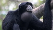 Howler Monkey 1