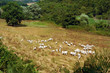 Gregge di pecore nella valle