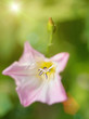 convolvulus