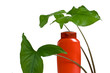 bottle of shampooand green leaves