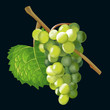Bunch of grapes