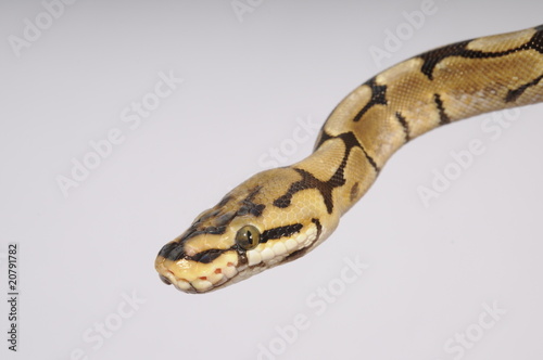 Photo: Snake Snake