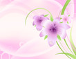spring blossom background
