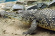 Crocodile