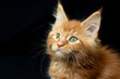 Photo: Red Cat 1 Red Cat 1