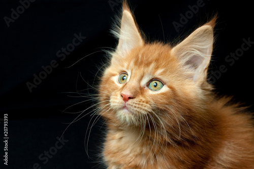 Photo: Red Cat 1 Red Cat 1
