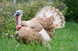 Foto: balzender Truthahn balzender Truthahn